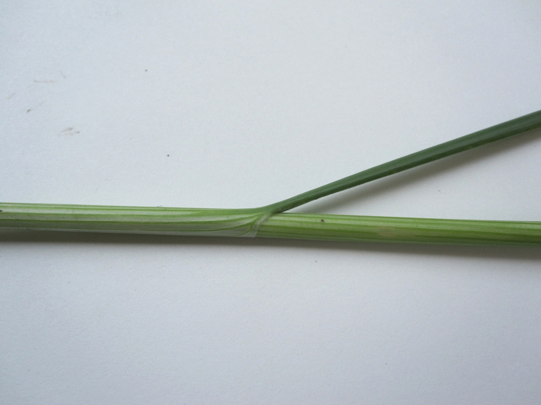 Изображение особи Allium lineare.