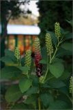 Phytolacca acinosa