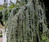 Cedrus atlantica. Часть кроны старого дерева (культивар ´Glauca Pendula´). Германия, г. Krefeld, в ботаническом саду. 31.07.2012.