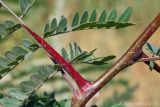 Gleditsia triacanthos. Колючка на ветви молодого растения. Ростовская обл., Неклиновский р-н, Новобессергеневское с/п, балка Платонова. 20.08.2012.