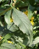 Solidago virgaurea