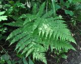 Athyrium monomachii