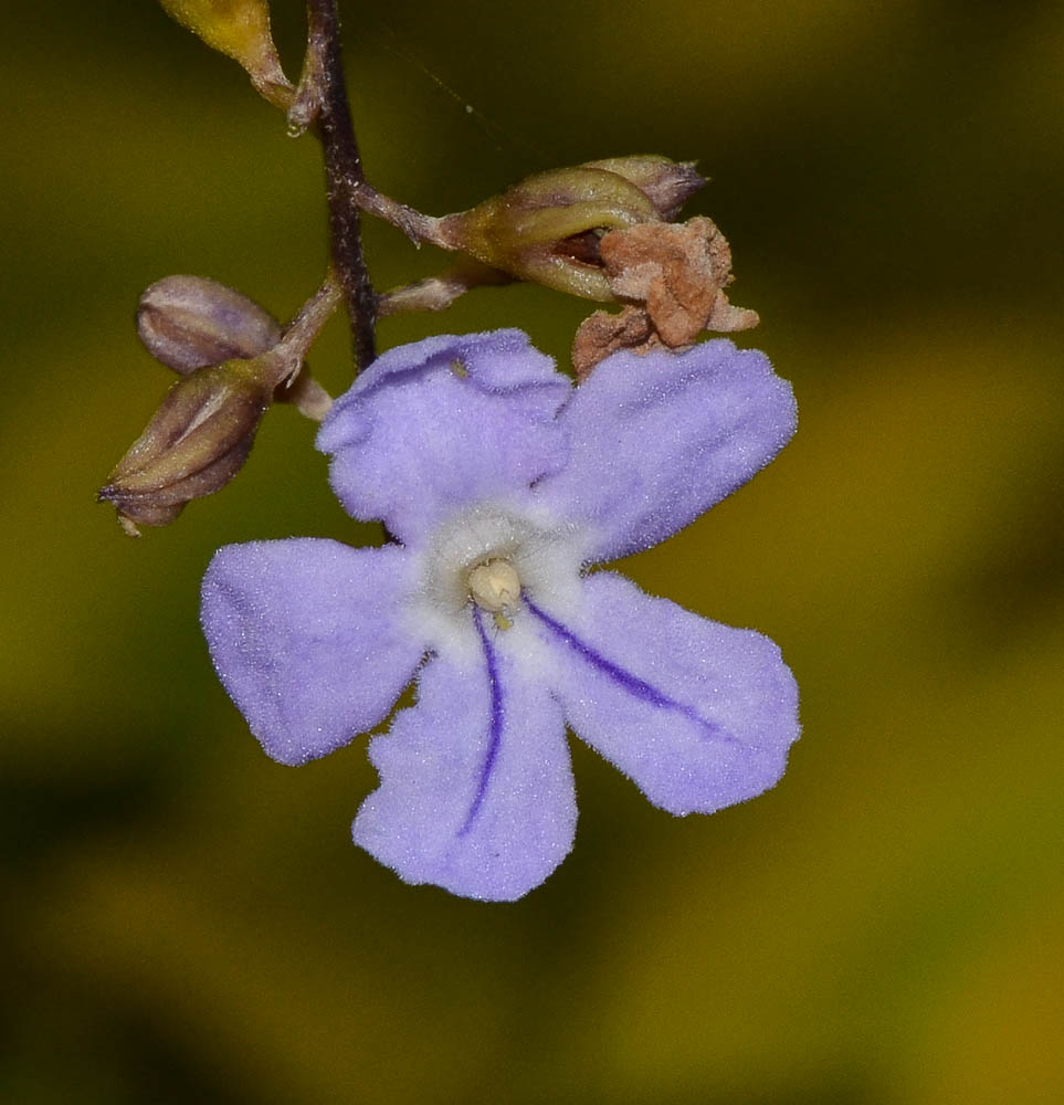 Изображение особи Duranta erecta.