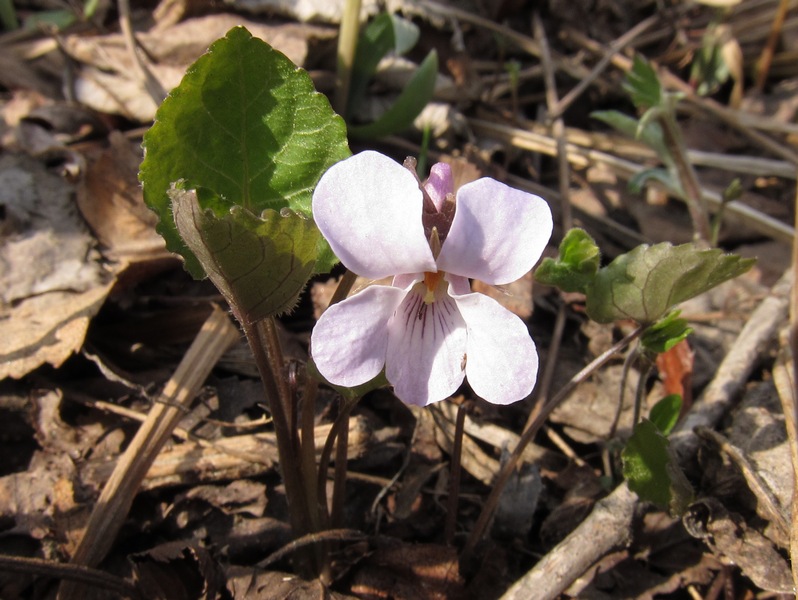 Image of Viola phalacrocarpa specimen.