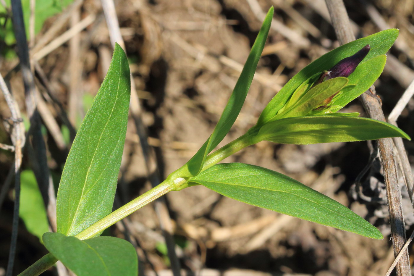 Image of Vinca herbacea specimen.