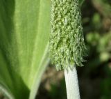 Plantago maxima. Часть развивающегося соцветия. Краснодарский край, Щербиновский р-н, урочище Лиман Большой. 02.05.2013.