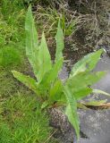 Rumex hydrolapathum