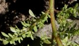 Pilea microphylla. Боковые побеги (у листьев видны их нижние стороны). Германия, г. Essen, Grugapark. 29.09.2013.