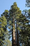 Sequoiadendron giganteum