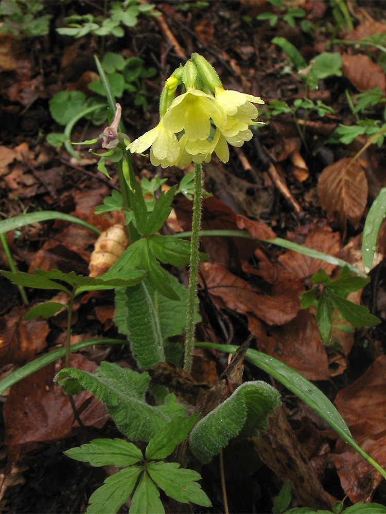 Изображение особи Primula elatior.