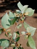 Elaeagnus multiflora