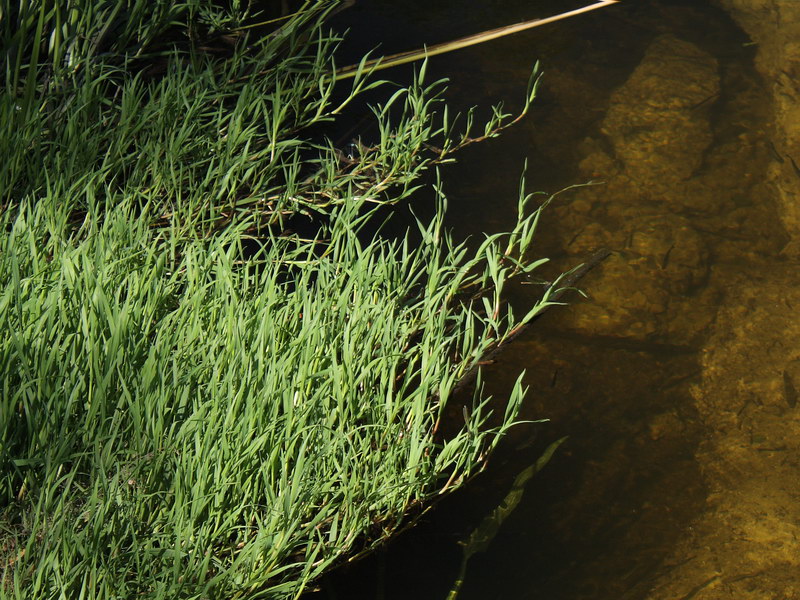 Изображение особи Agrostis stolonifera.