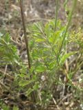 Pimpinella tragium