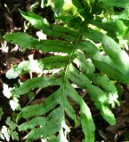 Polypodium vulgare