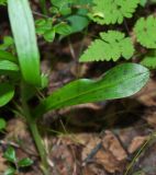 Dactylorhiza fuchsii. Основание генеративного побега. Мурманская обл., ЗАТО г. Североморск, окр. пос. Росляково, придорожные ивовые заросли. 18.07.2010.