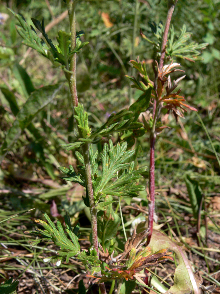 Изображение особи Potentilla argentea.