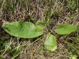 Verbascum phoeniceum