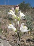 Linaria transiliensis. Верхушка цветущего растения (альбинос). Казахстан, Алматинская обл., юго-зап. шлейфы Джунгарского Алатау, правая сторона каньона р. Или в окр. вдхр. Капчагай. 24 апреля 2012 г.