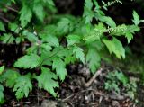 Artemisia keiskeana