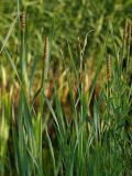 Typha intermedia. Цветущие растения. Санкт-Петербург, Пискарёвский парк. 05.07.2009.