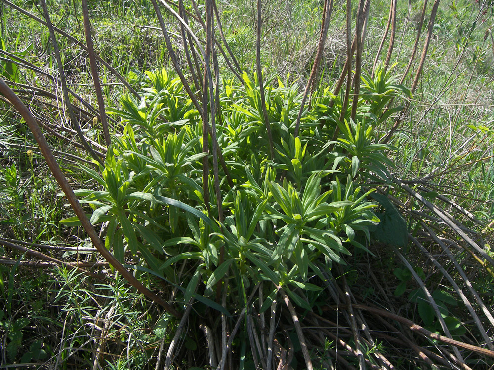 Изображение особи Euphorbia semivillosa.