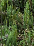 Lycopodium annotinum. Спороносящие растения в хвойном лесу. Ленинградская обл., 3 км С-З ж-д ст. Лемболово. 02.09.2009.