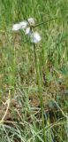 Eriophorum angustifolium