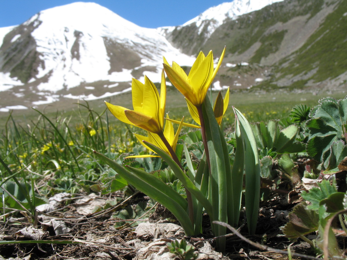 Изображение особи Tulipa dasystemon.