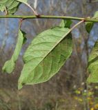 Prunus cerasifera