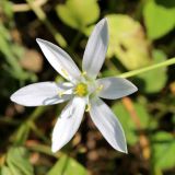 Ornithogalum umbellatum. Цветок. Беларусь, Минский р-н, остановочный пункт Зелёное, луг между лесом и частным сектором. 28.05.2016.