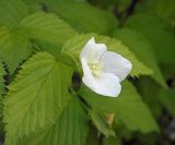 Rhodotypos scandens. Цветок и листья. Украина, г. Луганск, ул. Оборонная, парковый комплекс педуниверситета, в культуре. 24.05.2017.