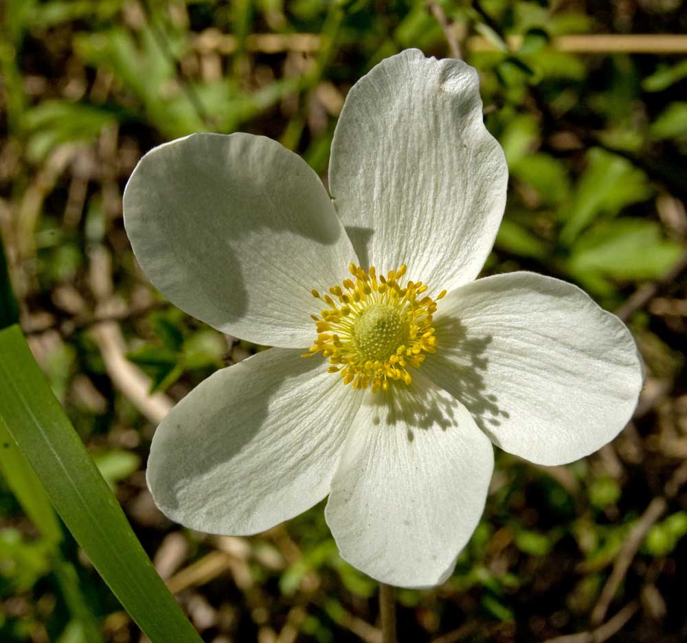 Изображение особи Anemone sylvestris.