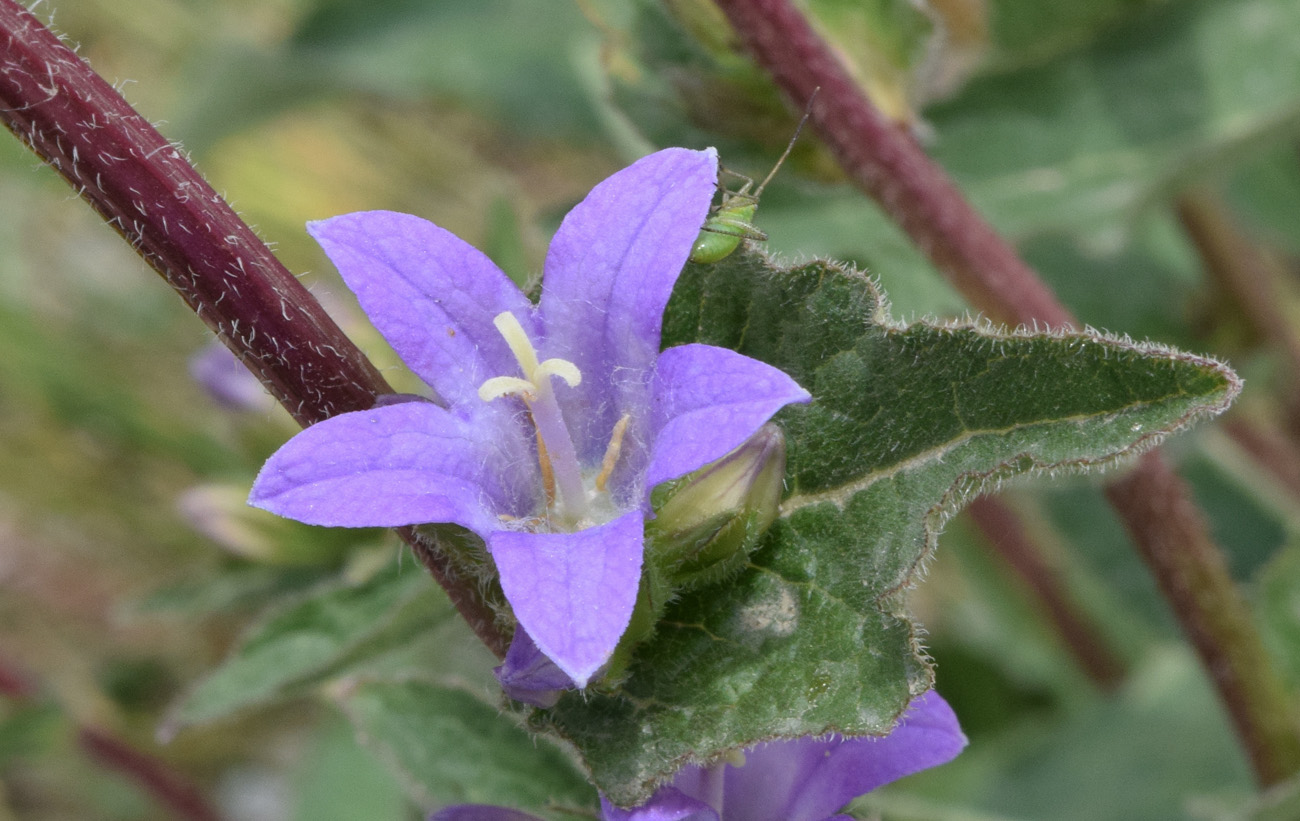 Изображение особи Campanula glomerata.