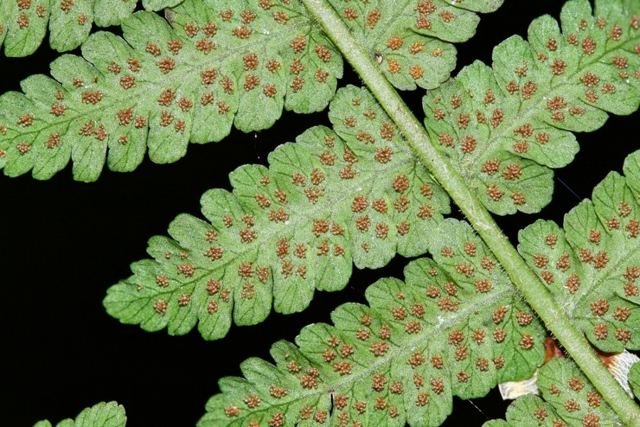 Изображение особи Cornopteris crenulatoserrulata.