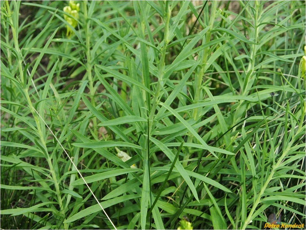 Image of Linaria vulgaris specimen.