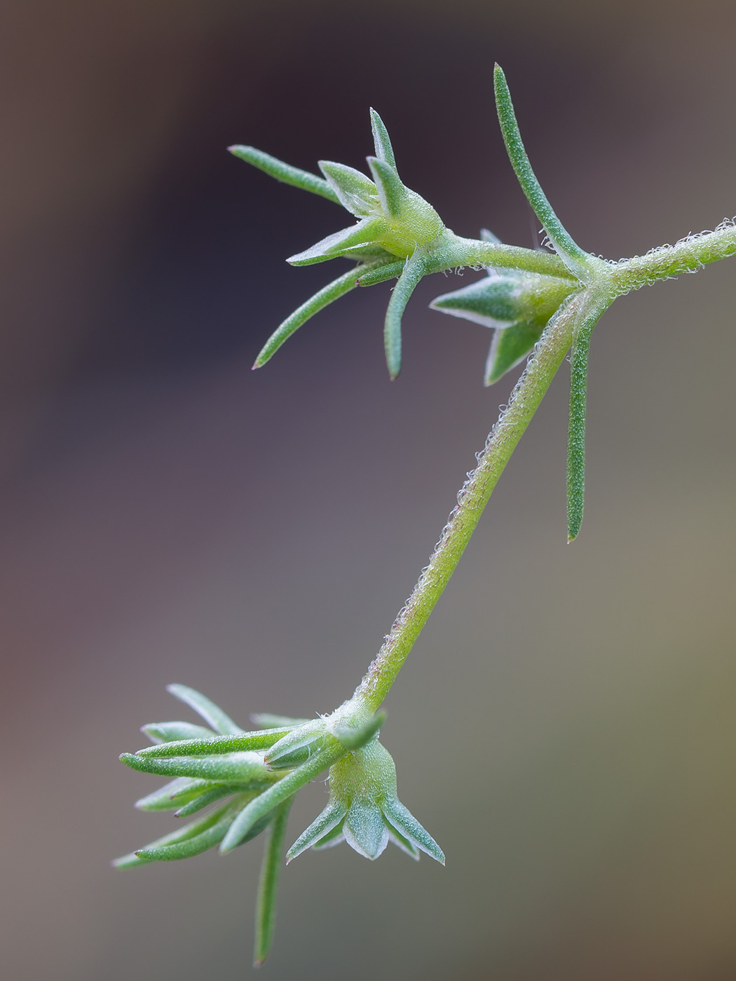 Изображение особи Scleranthus annuus.