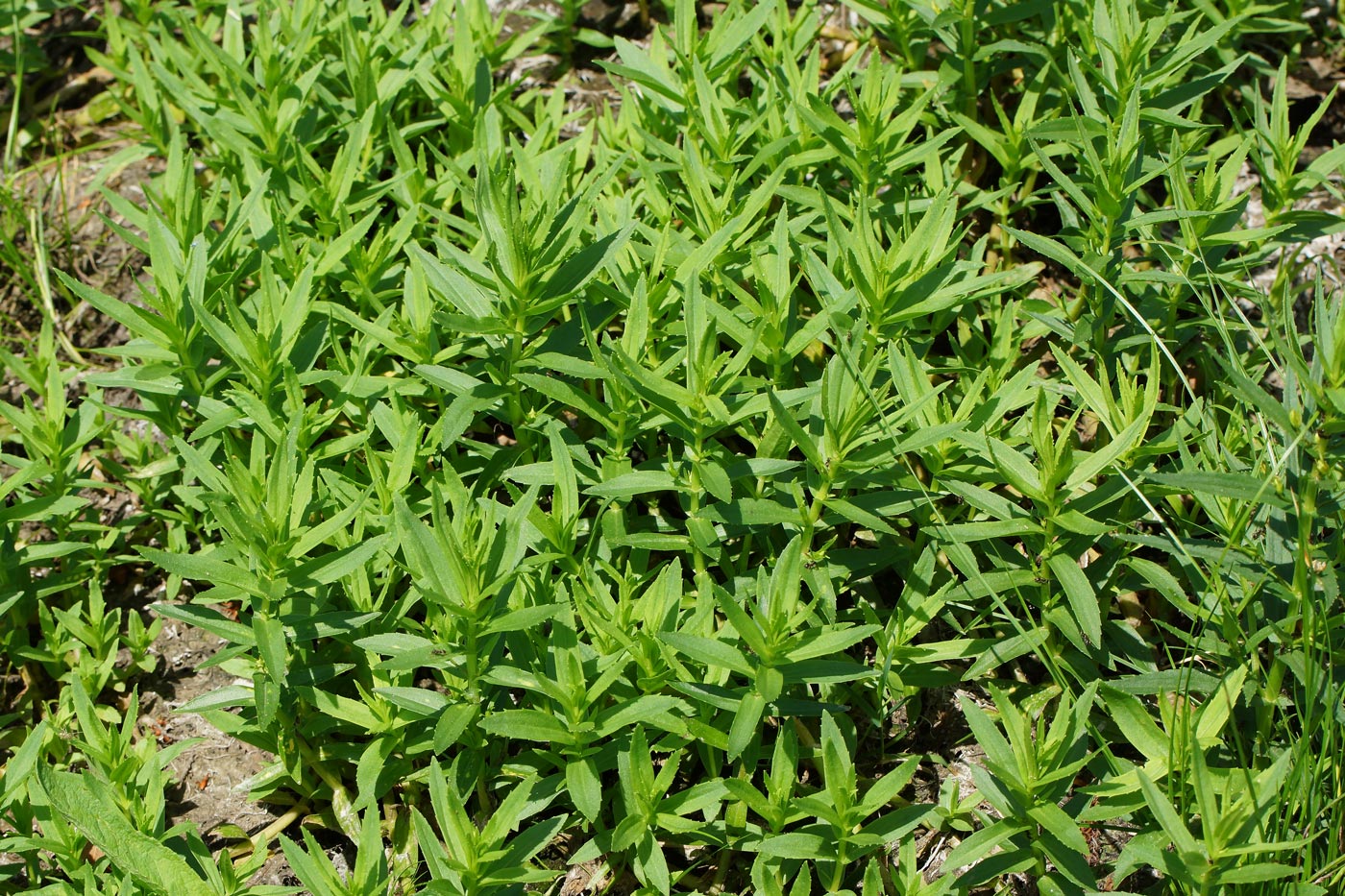 Изображение особи Gratiola officinalis.