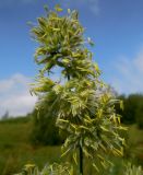 Dactylis glomerata. Верхушка соцветия. Костромская обл., Костромской р-н, окр. дер. Юрьево, луг. 21.07.2016.