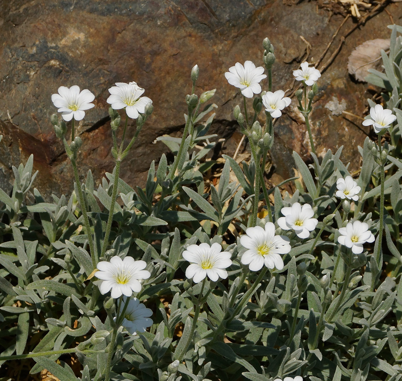 Image of Cerastium argenteum specimen.