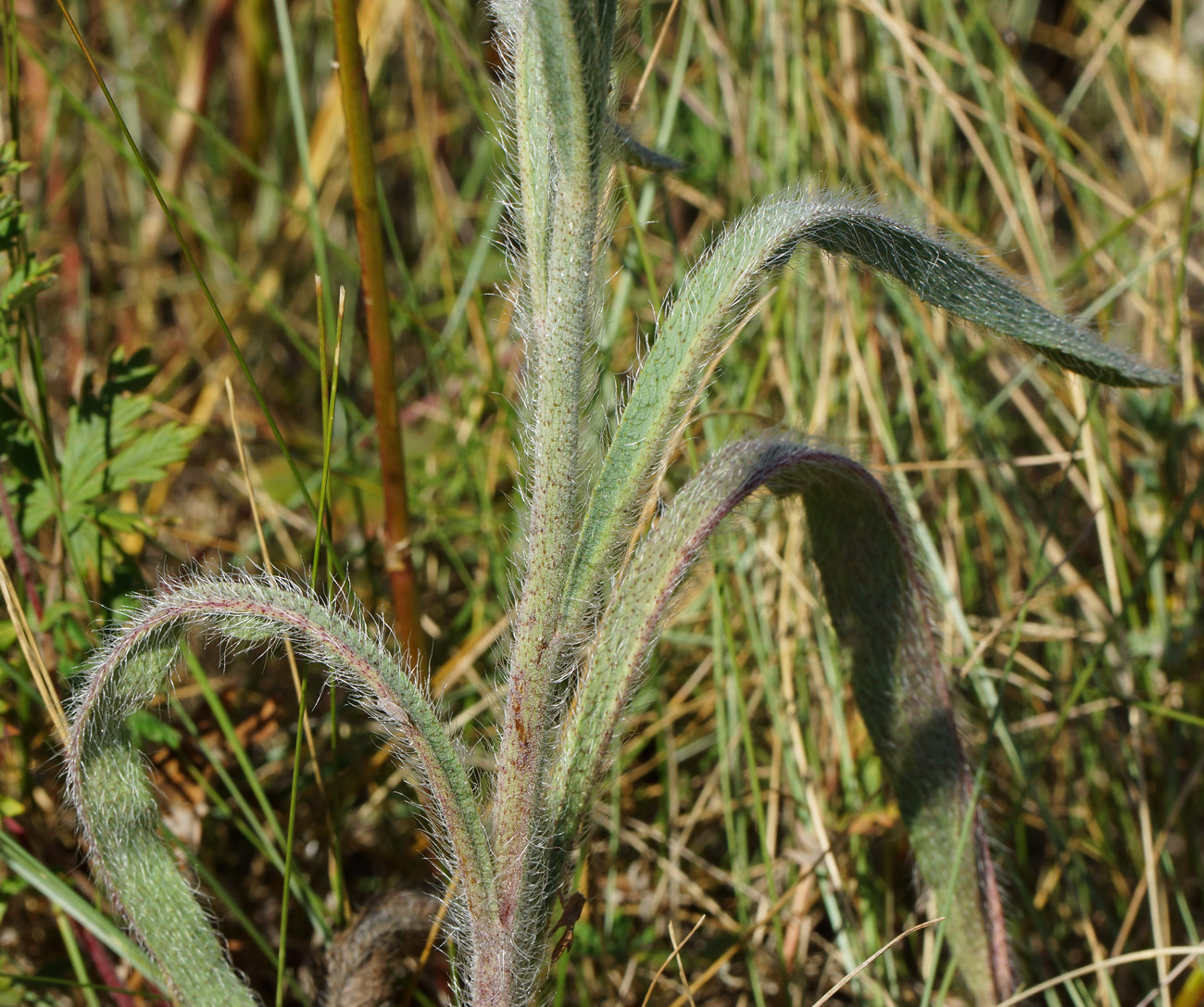 Изображение особи Pilosella procera.