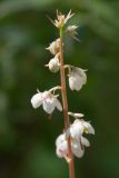 Pyrola incarnata