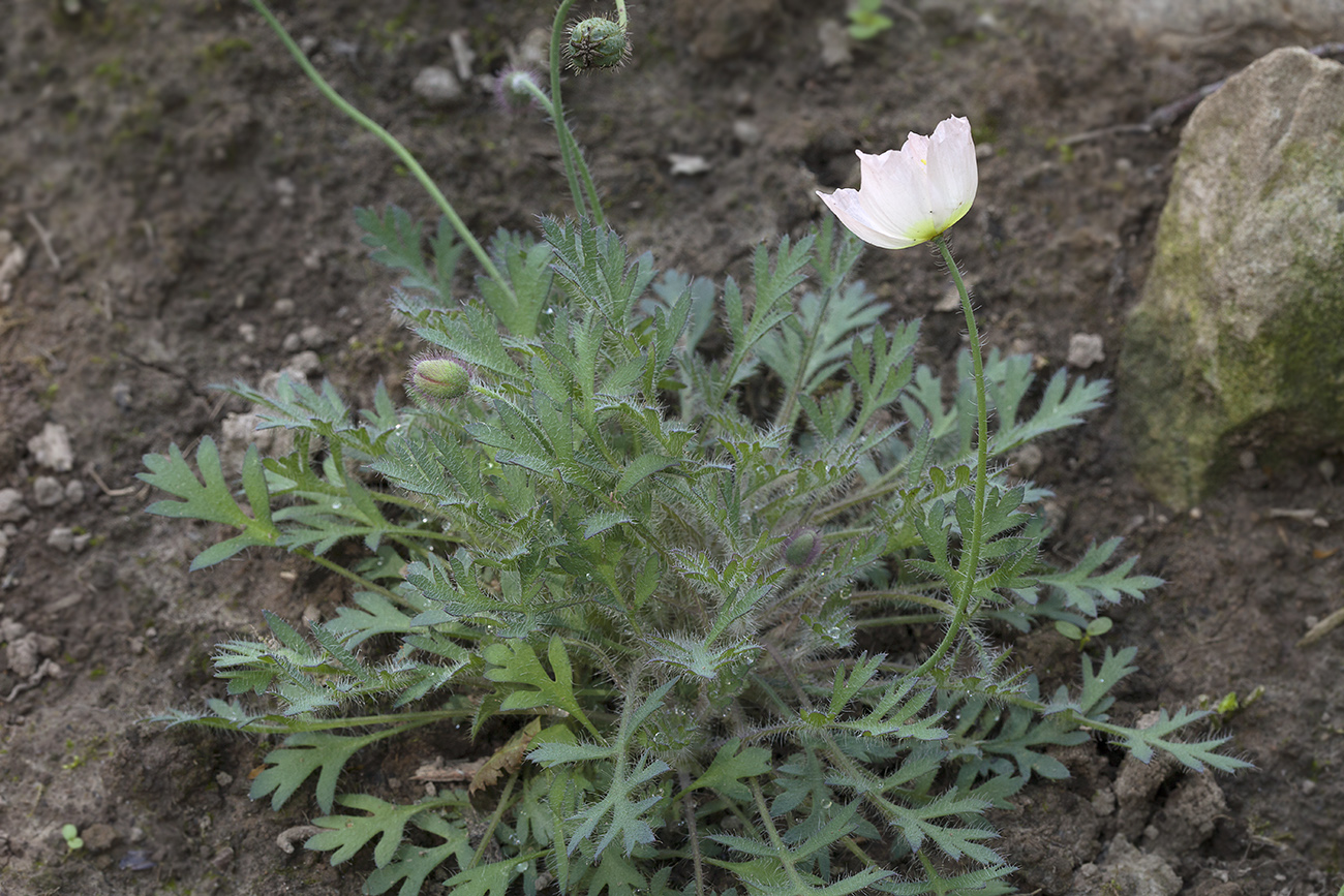 Изображение особи Papaver alboroseum.