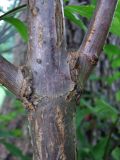 Sambucus racemosa