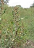 Atriplex sagittata. Верхушка веточки с тычиночными соцветиями. Краснодарский край, Абинский р-н, г. Абинск, рудеральное место. 25.09.2018.