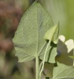 Thunbergia alata