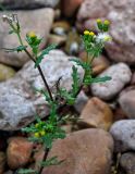 Senecio vulgaris. Верхушка побега с соцветиями и соплодием. Новгородская обл., берег оз. Ильмень, геологический памятник \"Ильменский глинт\", каменистый берег озера. 04.11.2018.