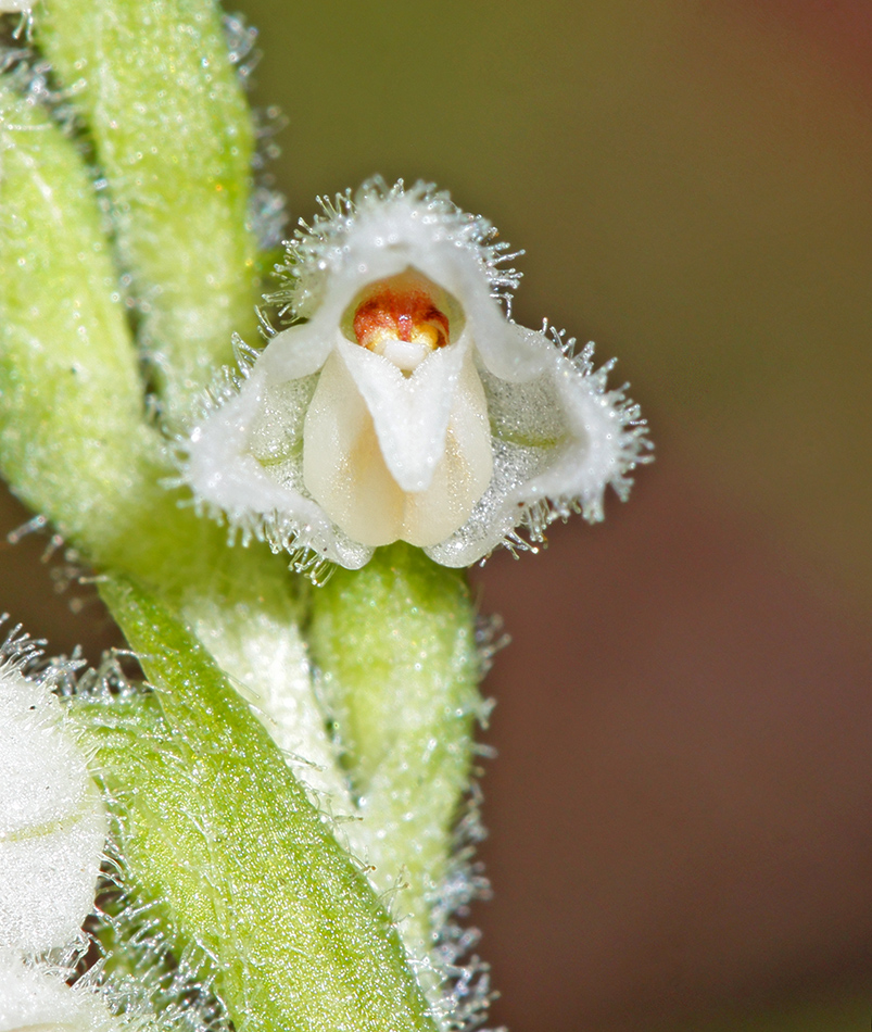 Изображение особи Goodyera repens.