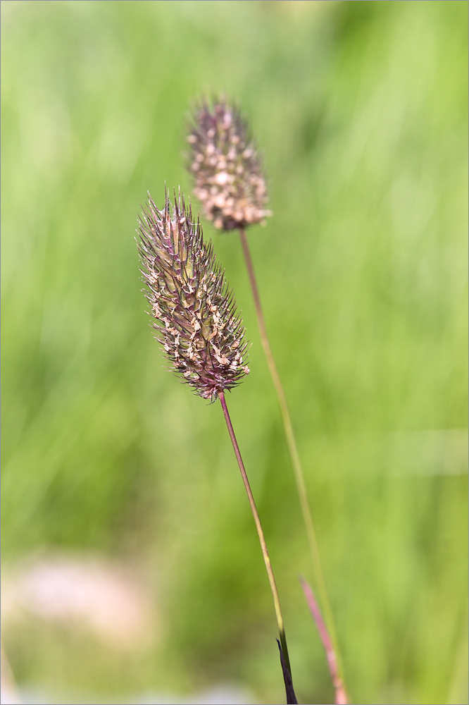 Изображение особи Phleum alpinum.