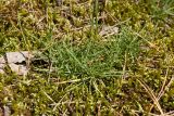 Dianthus borussicus