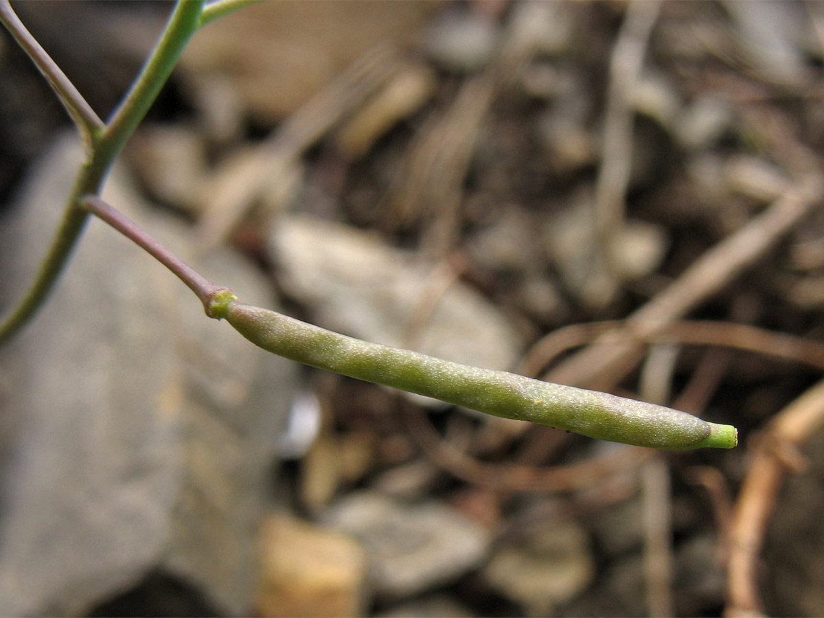 Изображение особи Arabidopsis neglecta.